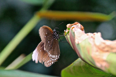 Close-up of insect