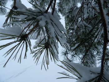 Low angle view of pine tree during winter