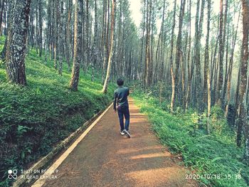 Rear view of man walking amidst trees in forest