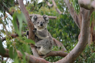 Koala sitting on branch