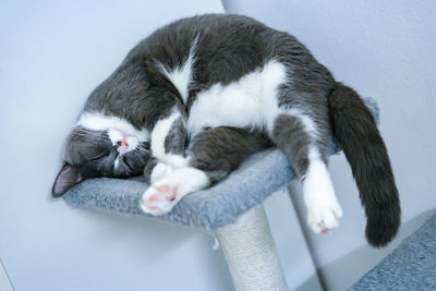 High angle view of cat sleeping