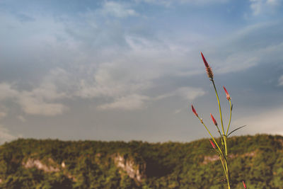 Close-up of plant growing on field against sky