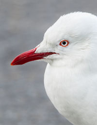 Close-up of white bird