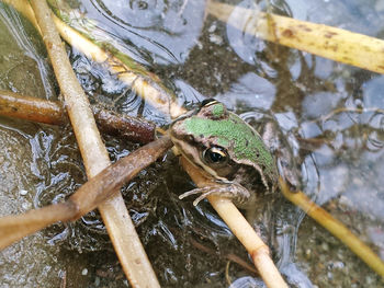 High angle view of turtle swimming in water