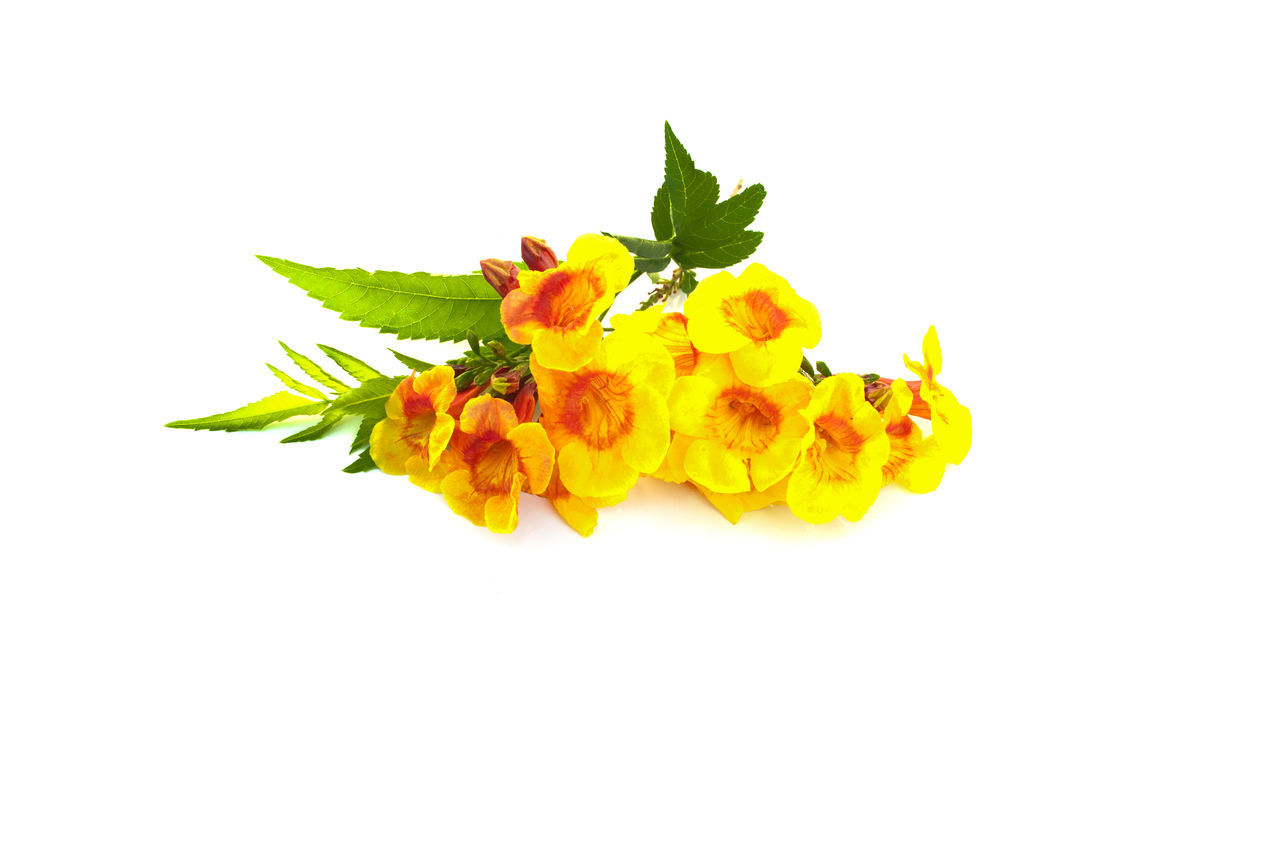 CLOSE-UP OF YELLOW FLOWERS ON WHITE BACKGROUND