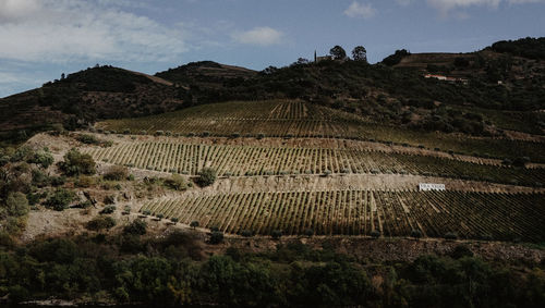 Scenic view of vineyard against sky
