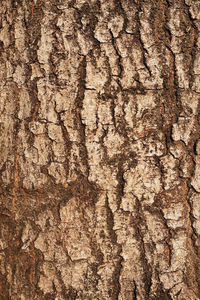 Full frame shot of tree trunk