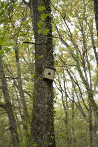 Low angle view of birdhouse on tree in forest