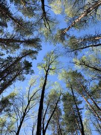 Low angle view of trees against sky