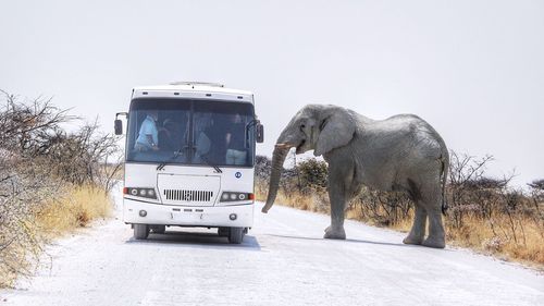 Elephant standing on street by bus against sky