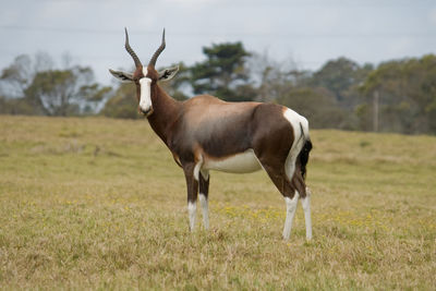 Antelope standing on grassy field