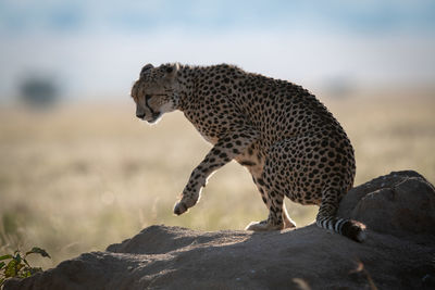 Cheetah sitting on rock