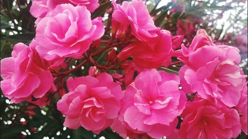 Close-up of pink flowers