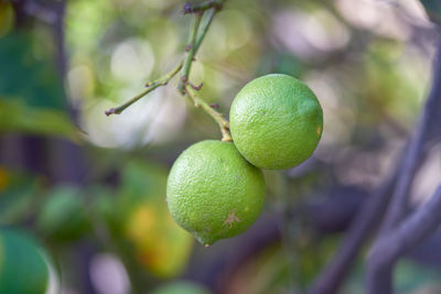 Close-up of lemons growing on tree