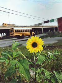 Close-up of yellow sunflower blooming against sky