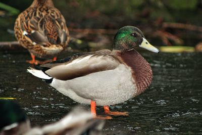 Close-up of mallard duck in water