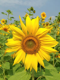 Close-up of sunflower