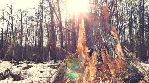 Trees in forest during sunset