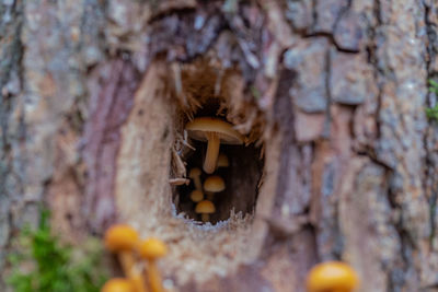 Close-up of mushrooms on tree trunk