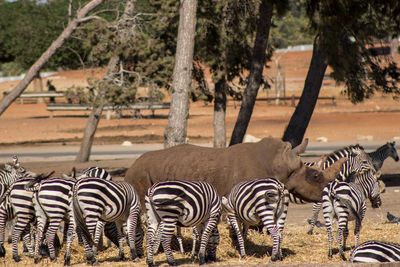 Zebras and rhinoceros on dirt road