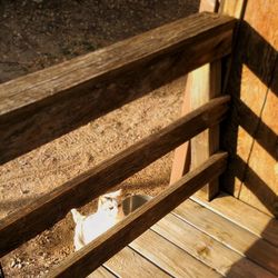 Close-up of wooden plank