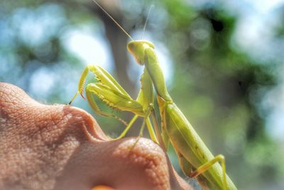 Cropped image of hand with praying mantis