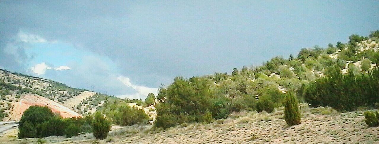 TREES ON LANDSCAPE AGAINST BLUE SKY