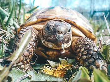 Close-up of tortoise