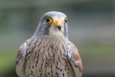 Close-up portrait of eagle