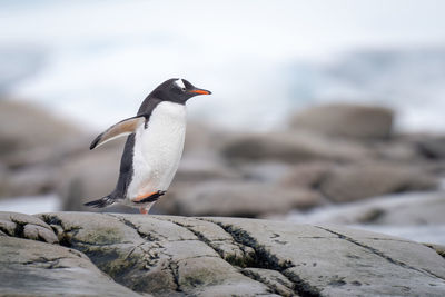 Gentoo penguin runs over rocks on shore