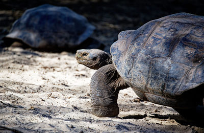 Close-up of turtle on rock