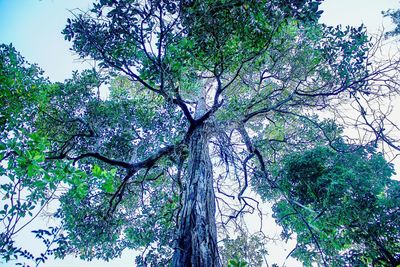 Low angle view of trees against sky