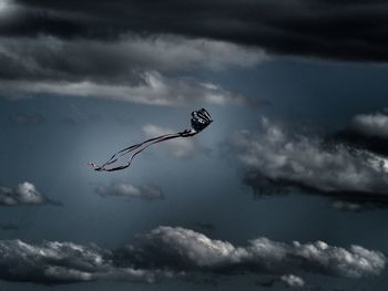 Low angle view of bird flying in sky