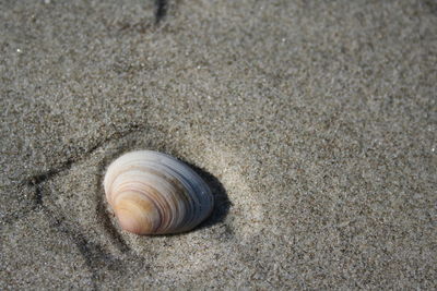 Surface level of sand