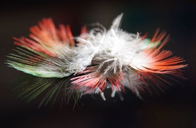 Close-up of dandelion flower against black background