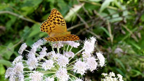 Butterfly on flower