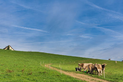 Cows standing on grass field against sky