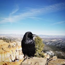 View of a bird on landscape against sky