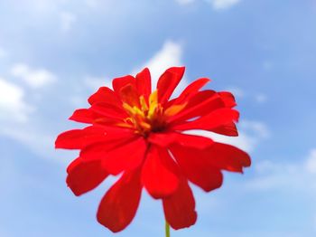 Close-up of red flower against sky