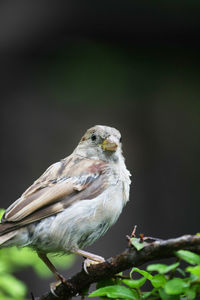 Close-up of owl perching outdoors