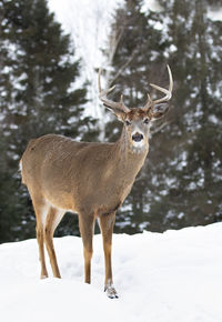 Deer standing on snow covered field