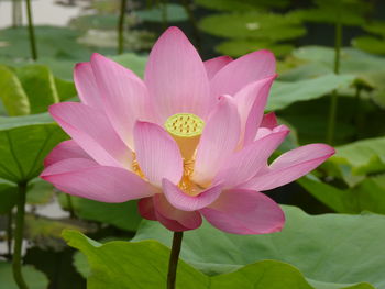 Close-up of pink lotus in pond