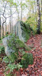 Moss growing on tree in forest