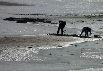 Dog standing on beach