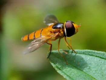 Close-up of insect on flower