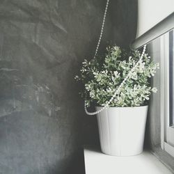 Potted plants in pot