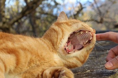 Cropped image of person touching cat while yawning on retaining wall