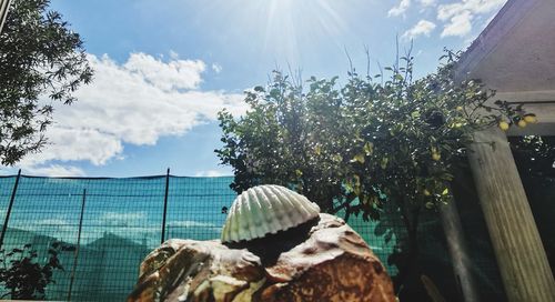 Low angle view of flowering plants against sky on sunny day