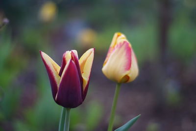 Close-up of pink tulip