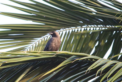 Low angle view of bird perching on tree